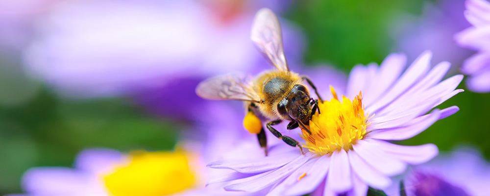 Bee Blog Circular Dorking Squiggle