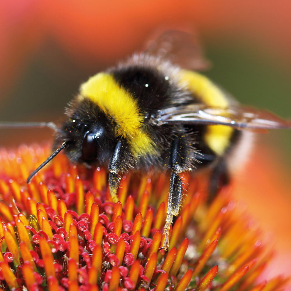 Eco Hub • Busy bees at the Meeting House