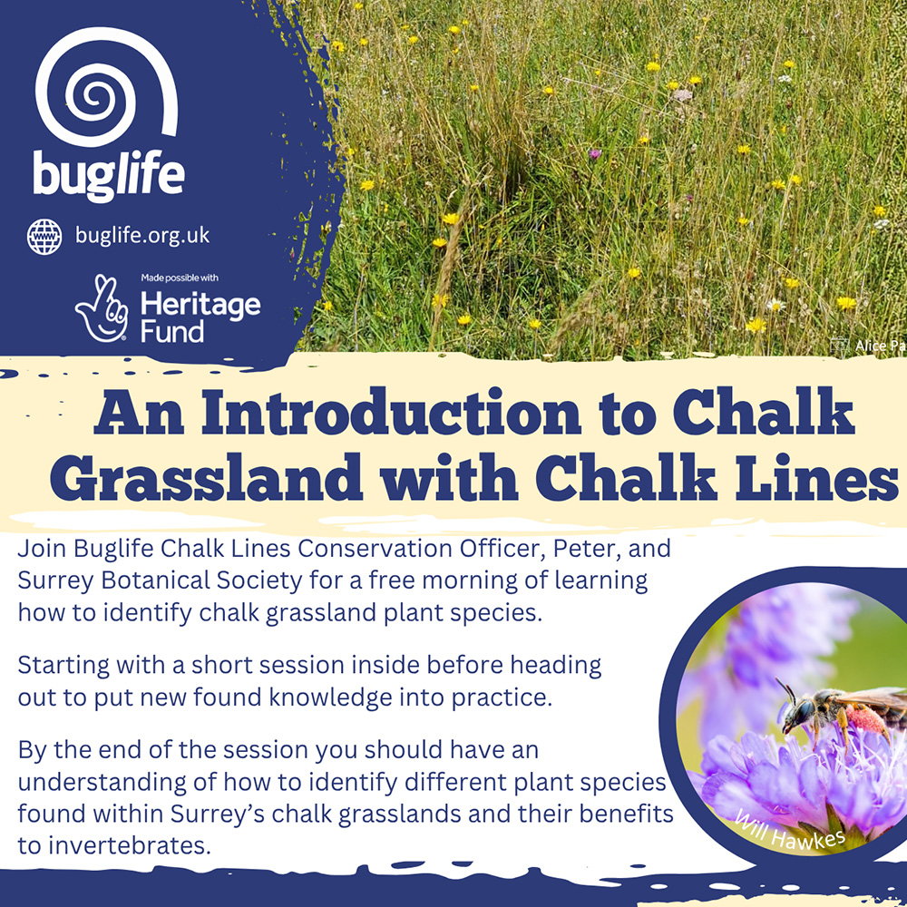 Bug Life • An Introduction to Chalk Grassland with Chalk Lines