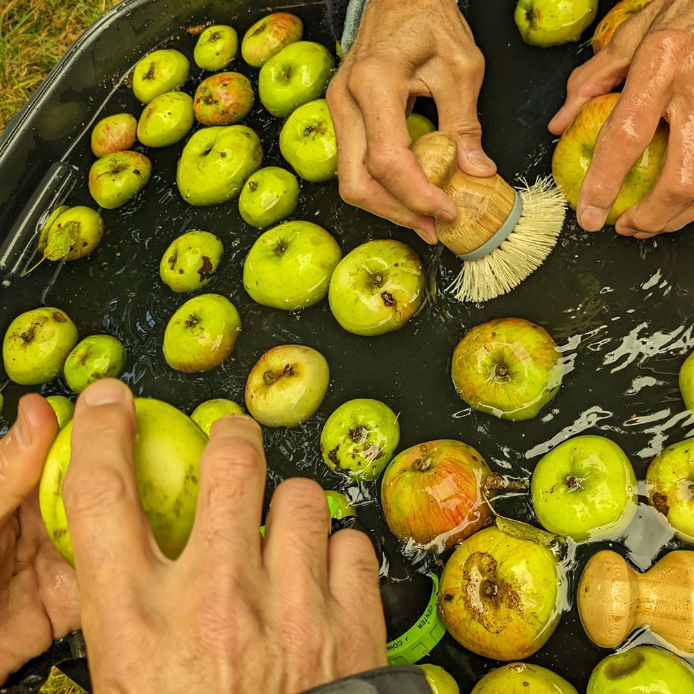 Eco Hub • A year in the life of Dorking Community Orchard.