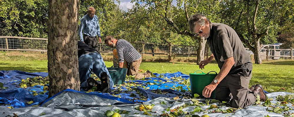 Dorking Community Orchard.