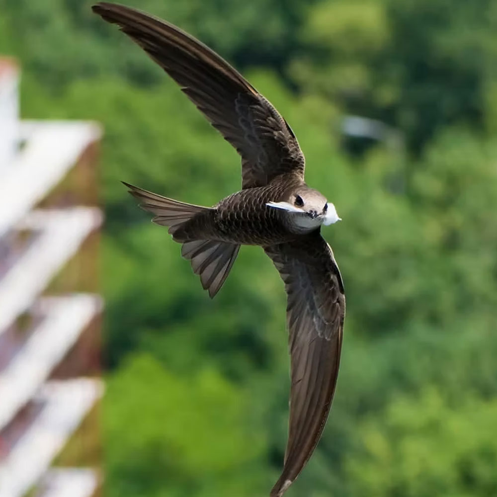 I am Swift – learn about swifts