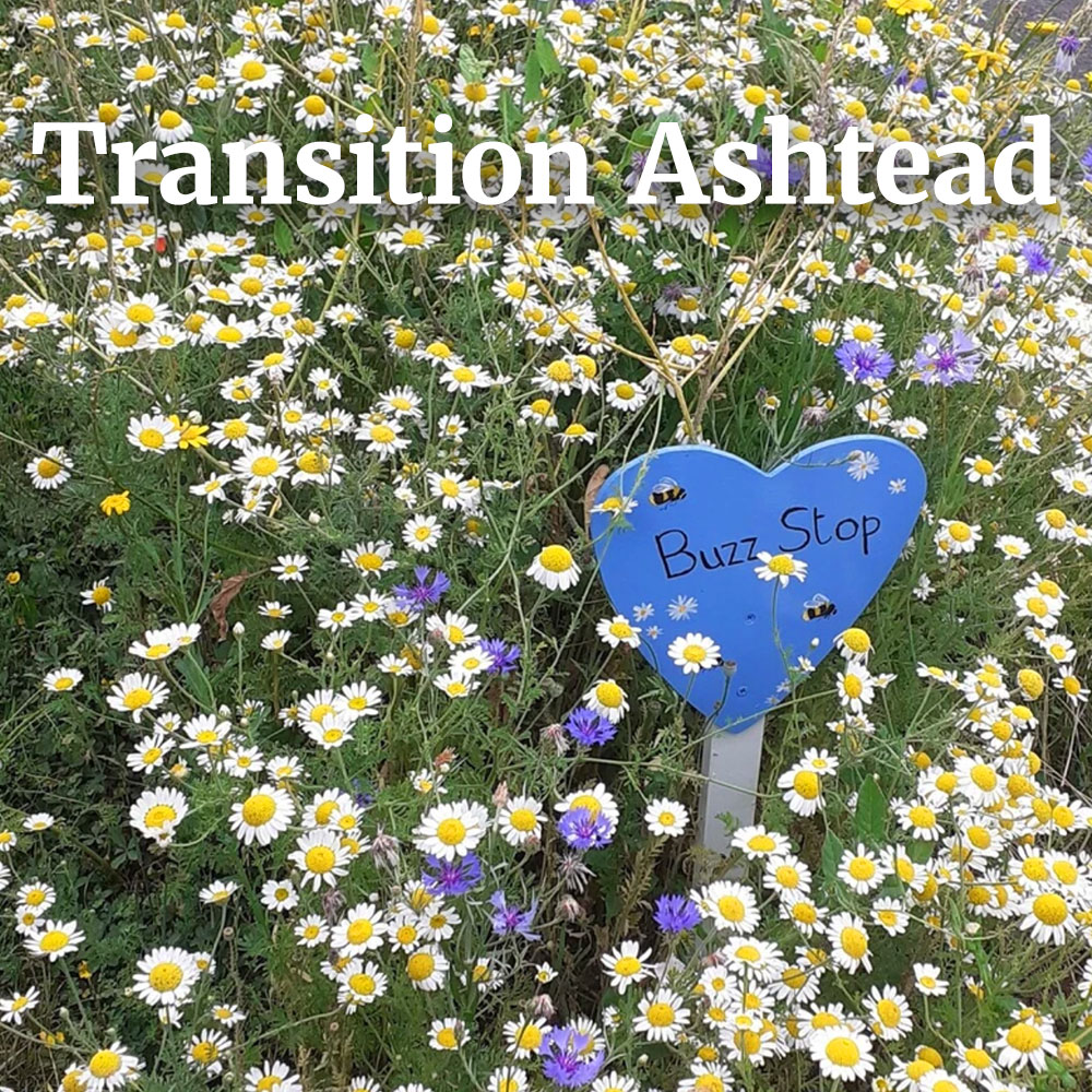 Transition Ashtead