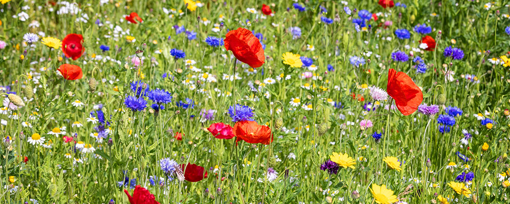 Eco Hub • Bookham Blooms and Nature
